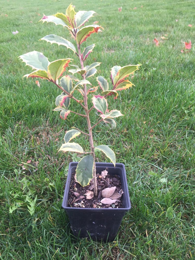 新種？クリスマス島　貝(大) 新種？クリスマス島 貝(大)