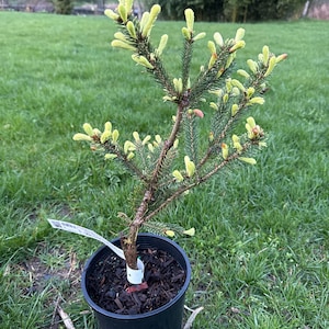 Picea glauca &#39;Mac Gold&#39; - White Spruce - 10&quot; Tall - 1 Gallon Pot