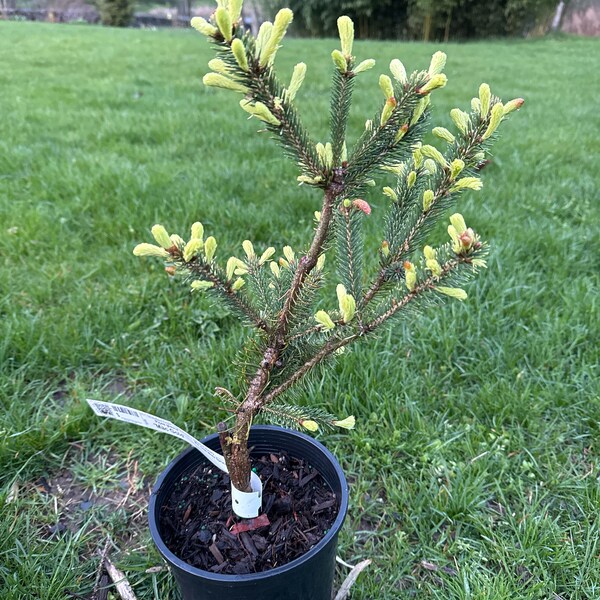 Picea glauca 'Mac Gold' - White Spruce - 10" Tall - 1 Gallon Pot