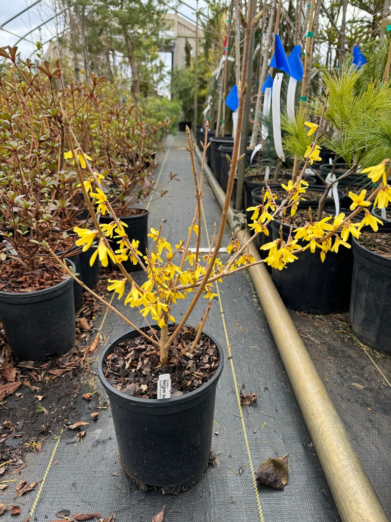 Northern Gold Forsythia Shrub Live Plant Forsythia x intermedia 1 Gallon Pot image 2