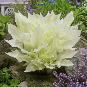 Hosta 'White Feather' #1 Division Size Starter Plant - Ships Bare Root