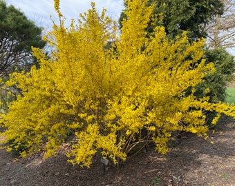 Forsythia x intermedia 'Fiesta' - Variegated Forsythia Shrub - Live Plant - 1 Gallon Pot