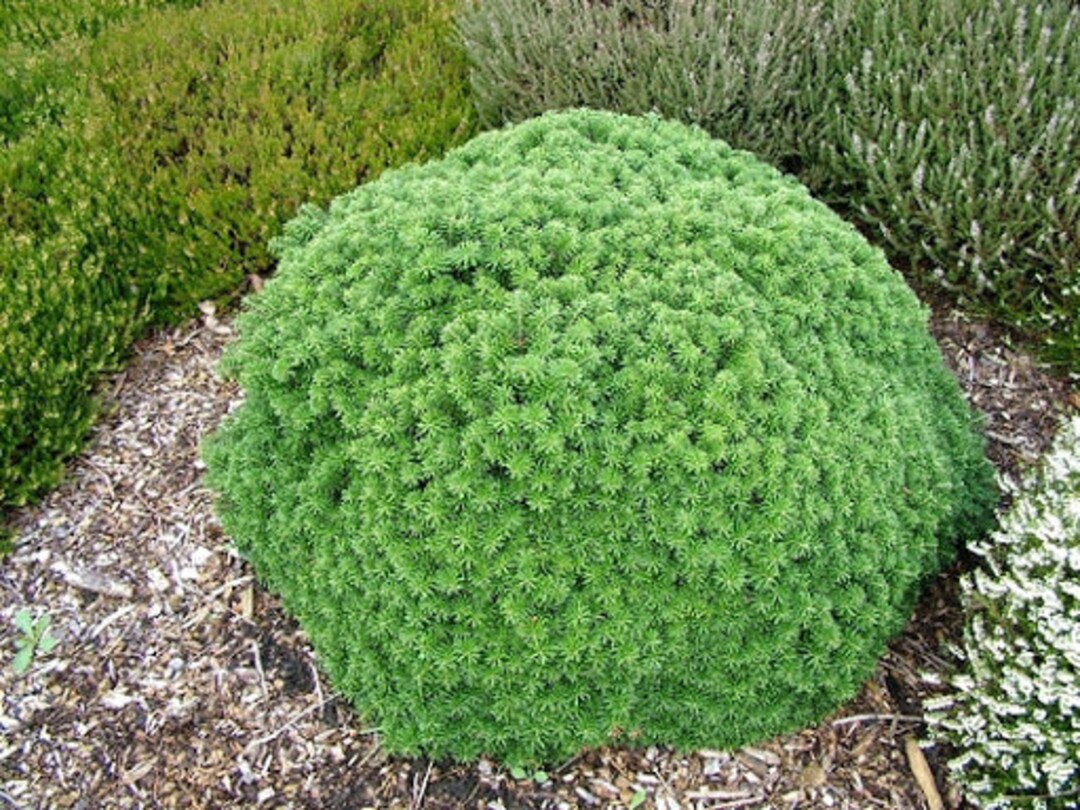 Abies Koreana 'cis' Korean Fir Live Plant 6 Tall 1 Year Graft Etsy