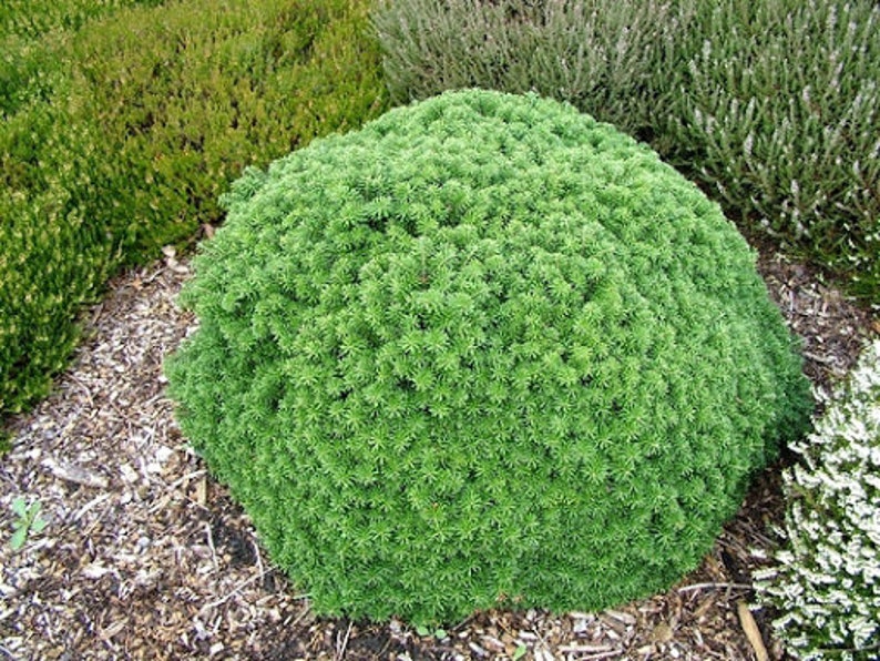 Abies koreana 'Cis' Korean Fir Live Plant 6 | Etsy