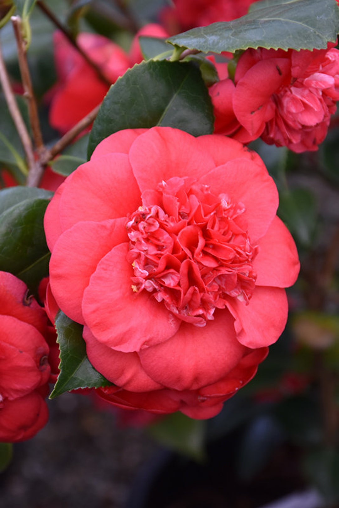 April Dawn Camellia Japonica ( Zone 6 ) - Live Plant - ( 1 QT