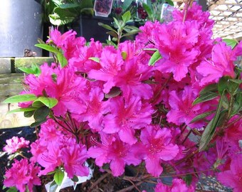 Girard's Fuchsia Azalea - Rhododendron 'Girard's Fuchsia' - Live Plant - 1 Gallon Pot