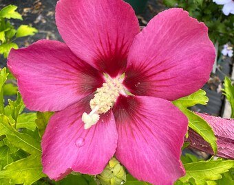 Rubis Rose of Sharon - Hibiscus syriacus - 2 Gallon Pot