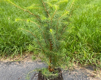 Picea omorika - Serbian Spruce - Live Plant - 12” Tall - 1 Gallon Pot