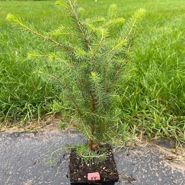 Picea omorika - Serbian Spruce - Live Plant - 12” Tall - 1 Gallon Pot