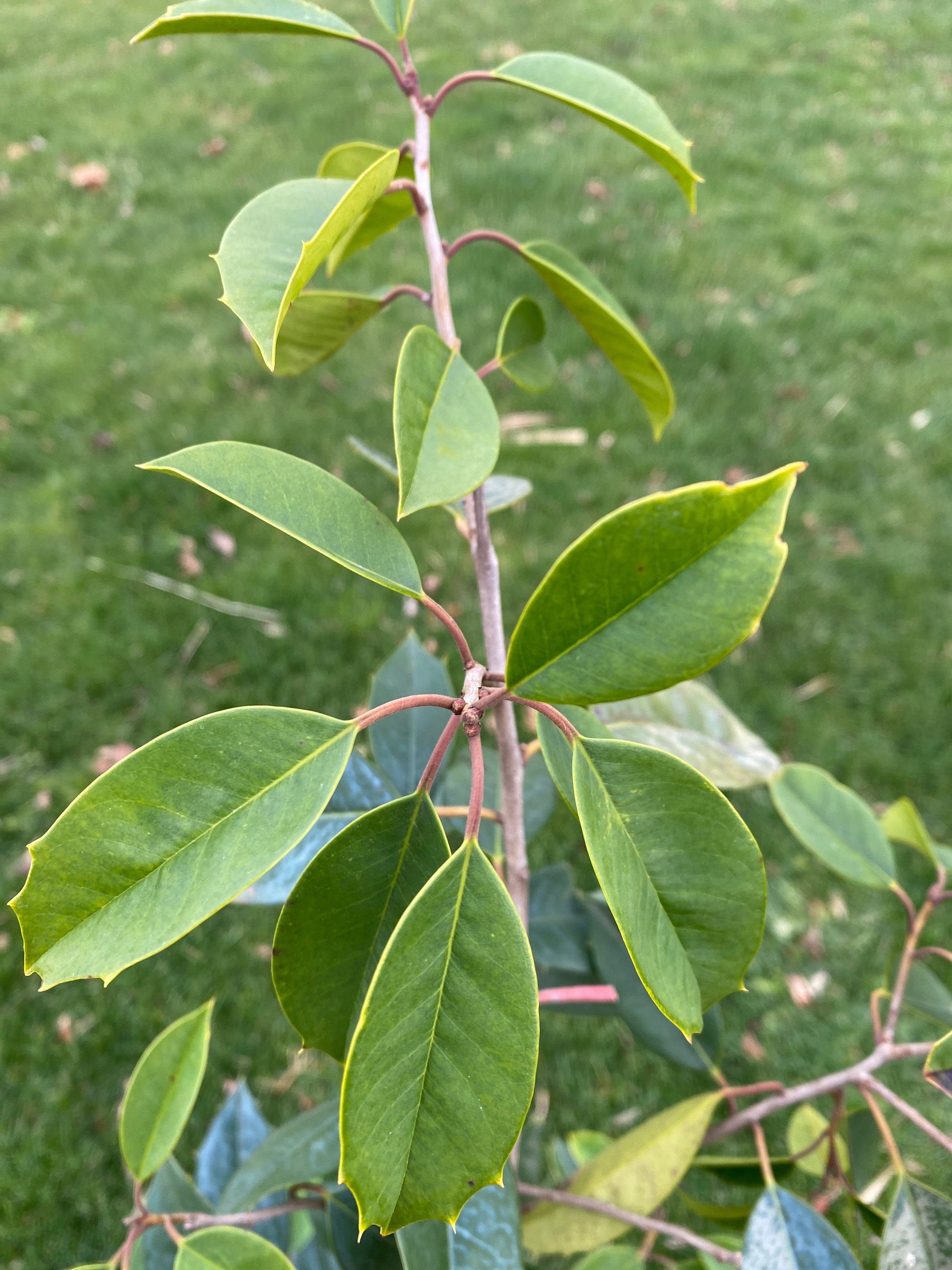 Paduke Tree Ilex Opaca 'chief Paduke' - American Holly - Live Plant - Quart Pot - Etsy