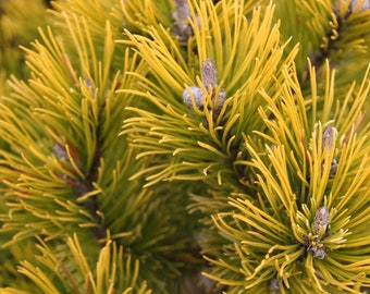 Pinus mugo 'Carsten's Wintergold' - Mugo Pine - 10" Tall - 1 Gallon Pot