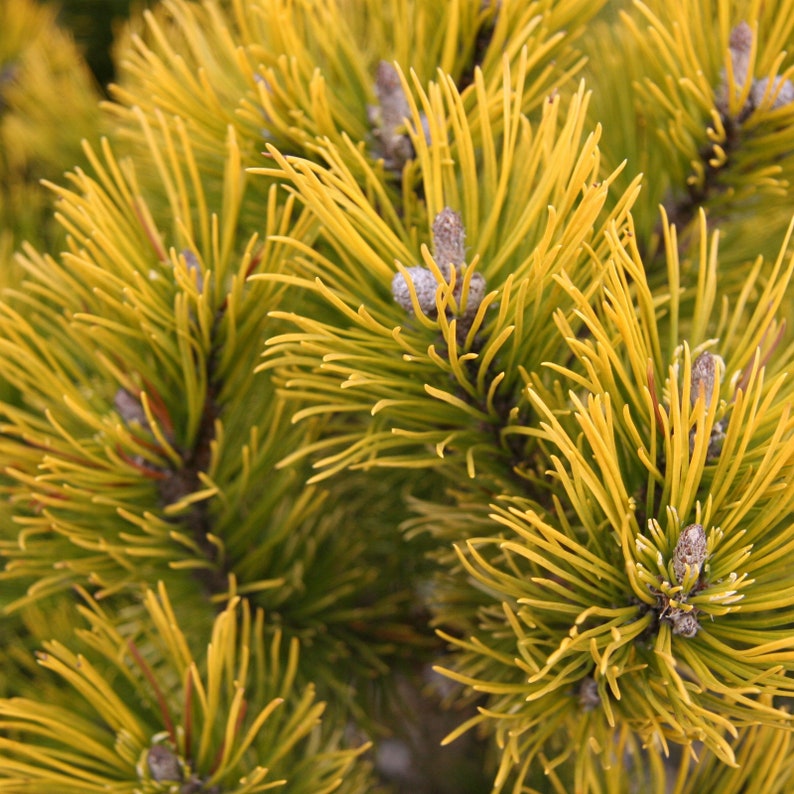 Pinus mugo 'Carsten's Wintergold' Mugo Pine 10 Tall 1 Gallon Pot image 1