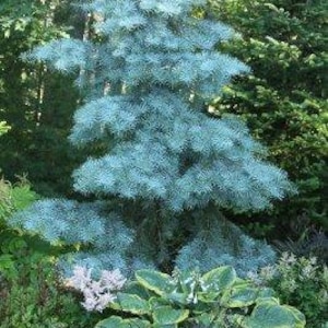 May include: A tall, blue-green conifer tree with layered branches, set against a backdrop of lush green foliage. The tree's needles have a soft, textured appearance. The foreground features a variety of green and purple plants, creating a vibrant garden scene.