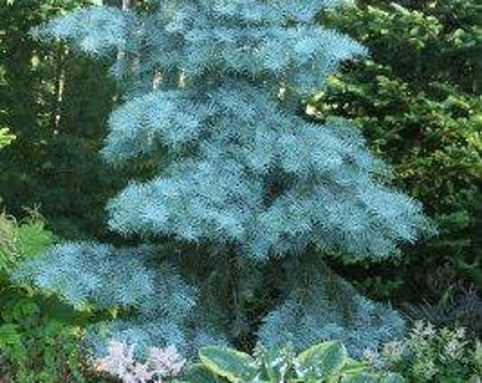 Abies Concolor 'blue Cloak' White Fir Live Plant 6 Tall 1 Year Graft Etsy