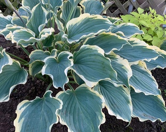 Hosta 'Hope Springs Eternal' 3" Pot Size Starter Plant