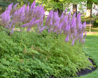 Astilbe chinensis 'Purple Candles' - 3 Bare Root Plants