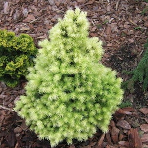 May include: A close-up of three small evergreen shrubs. The central shrub is a light green color, with a dense, conical shape. To the left is a smaller, darker green shrub. The background is covered in brown mulch.