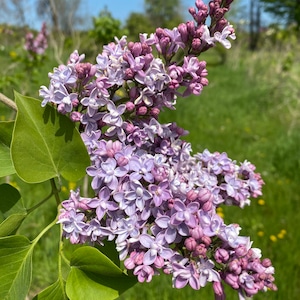 Syringa vulgaris 'President Grevy' Lilac - Flowering Lilac - Live Plant - 1 Gallon Pot