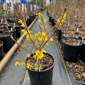 Northern Sun Forsythia Shrub Live Plant Forsythia x intermedia 1 Gallon Pot afbeelding 2