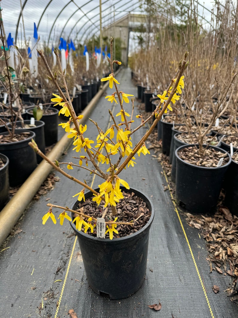 Northern Sun Forsythia Shrub Live Plant Forsythia x intermedia 1 Gallon Pot afbeelding 2