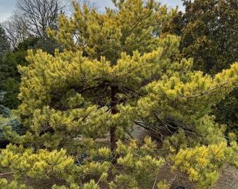 Pinus sylvestris 'Gold Coin' Scots Pine - Live Plant - 12” Tall - 1 Gallon Pot