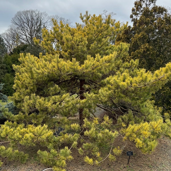 Pinus sylvestris 'Gold Coin' Scots Pine - Live Plant - 12” Tall - 1 Gallon Pot