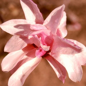 Leonard Messel Magnolia Magnolia kobus var. loebneri 'Leonard Messel' Live Plant 18 Tall 5 Pot Size image 4