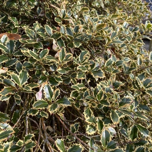 Ilex aquifolium 'Argentea Marginata' Variegated English Holly Live Plant 10 Tall 1 gallon pot image 4