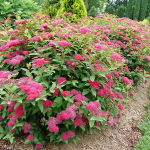 May include: A vibrant display of pink flowering shrubs with lush green foliage. The image showcases a dense cluster of blossoms, creating a full and textured appearance. The shrubs are planted in a garden setting, with a backdrop of other greenery.