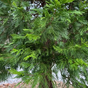 Calocedrus decurrens California Incense Cedar Live Plant 30 Tall 3 Gallon Pot image 2