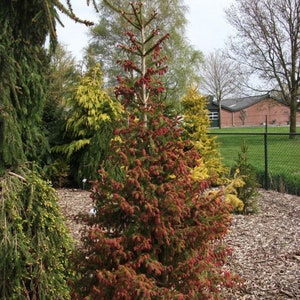 May include: A young evergreen tree with reddish-brown new growth and green needles. The tree is surrounded by other evergreen trees and shrubs, with a building and a fence in the background. The ground is covered in wood chips.