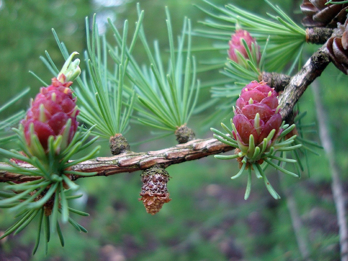 Larix Laricina Tamarack American Larch Native Plant - Etsy