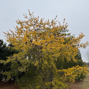 Pinus virginiana 'Wate's Golden' - Golden Virginia Pine - Live Plant - 24” Tall - 1 Gallon Pot