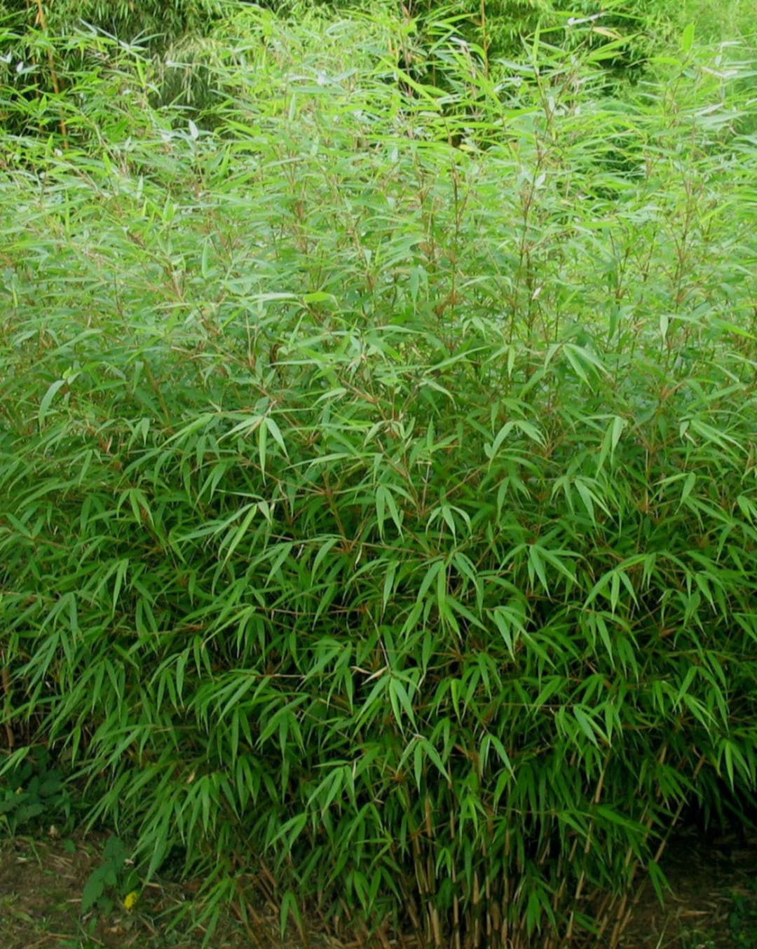 Fargesia 'rufa' Bamboo Live Plant 1 Gallon Pot Size Non Invasive Etsy