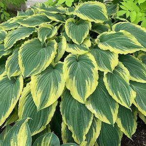 May include: A close-up of a hosta plant with large, heart-shaped leaves. The leaves are a deep green with a bright yellow-green border. The plant is lush and full, with many leaves overlapping each other.