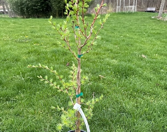 Larix kaempferi 'Paper Lanterns' - Japanese Larch - 24" Tall - 1 Gallon Pot