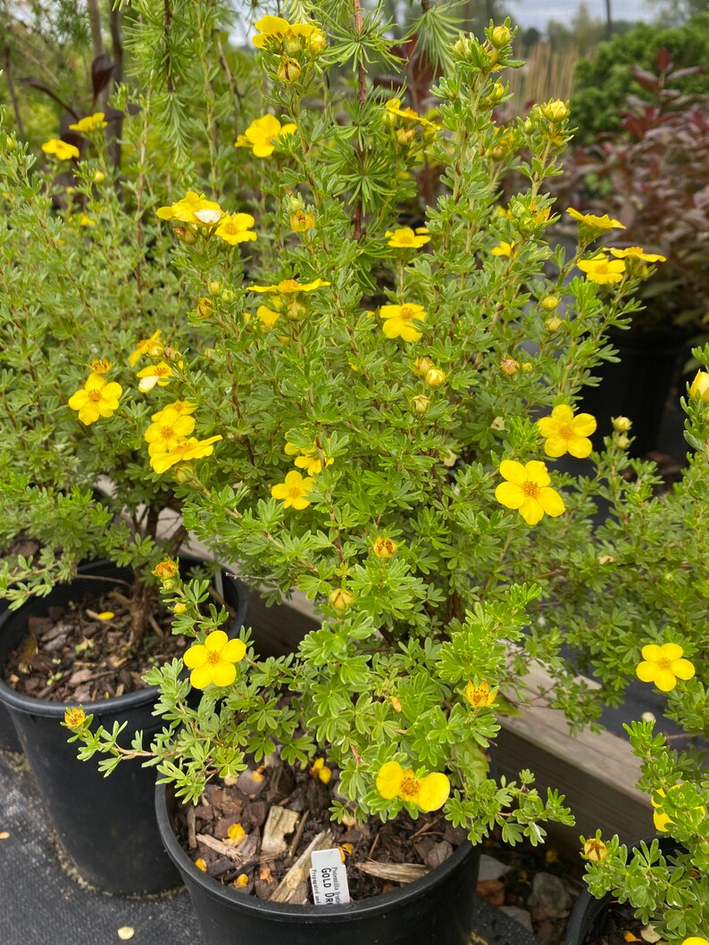 Potentilla Fruticosa gold Drop Live Plant 12 Tall 1 - Etsy