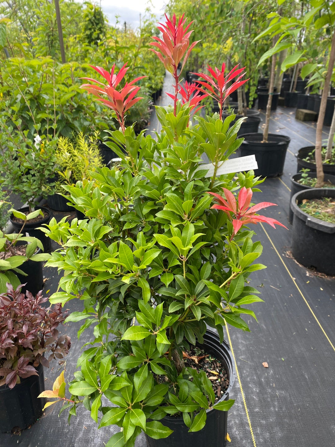 Pieris Japonica Mountain Fire Andromeda Live Plant 12 Etsy