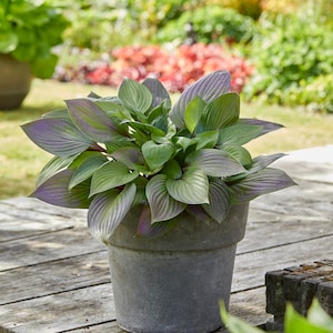 Hosta 'First Blush' #1 Division Size Starter Plant - Ships Bare Root