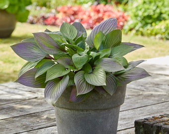 Hosta 'First Blush' #1 Division Size Starter Plant - Ships Bare Root