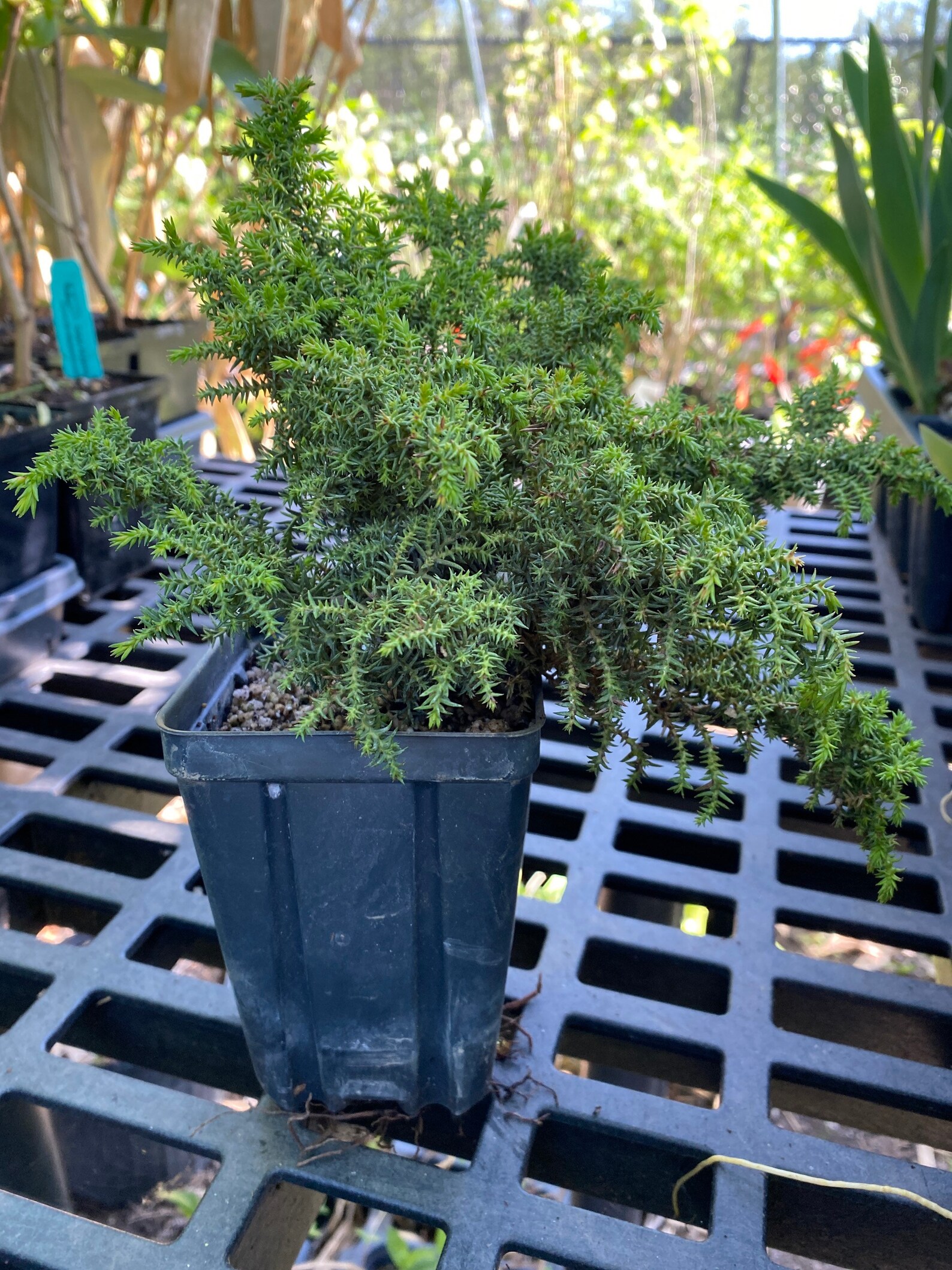Cryptomeria Japonica 'tansu' Japanese Cedar Etsy