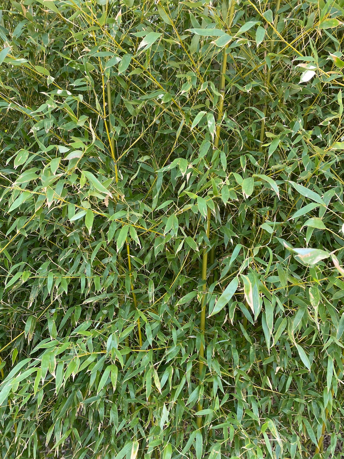 Phyllostachys nuda Snow Bamboo Live Plant 2 Gallon Pot Etsy