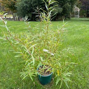 May include: A small, potted willow tree with green leaves. The tree is in a green pot and is sitting on a grassy lawn.