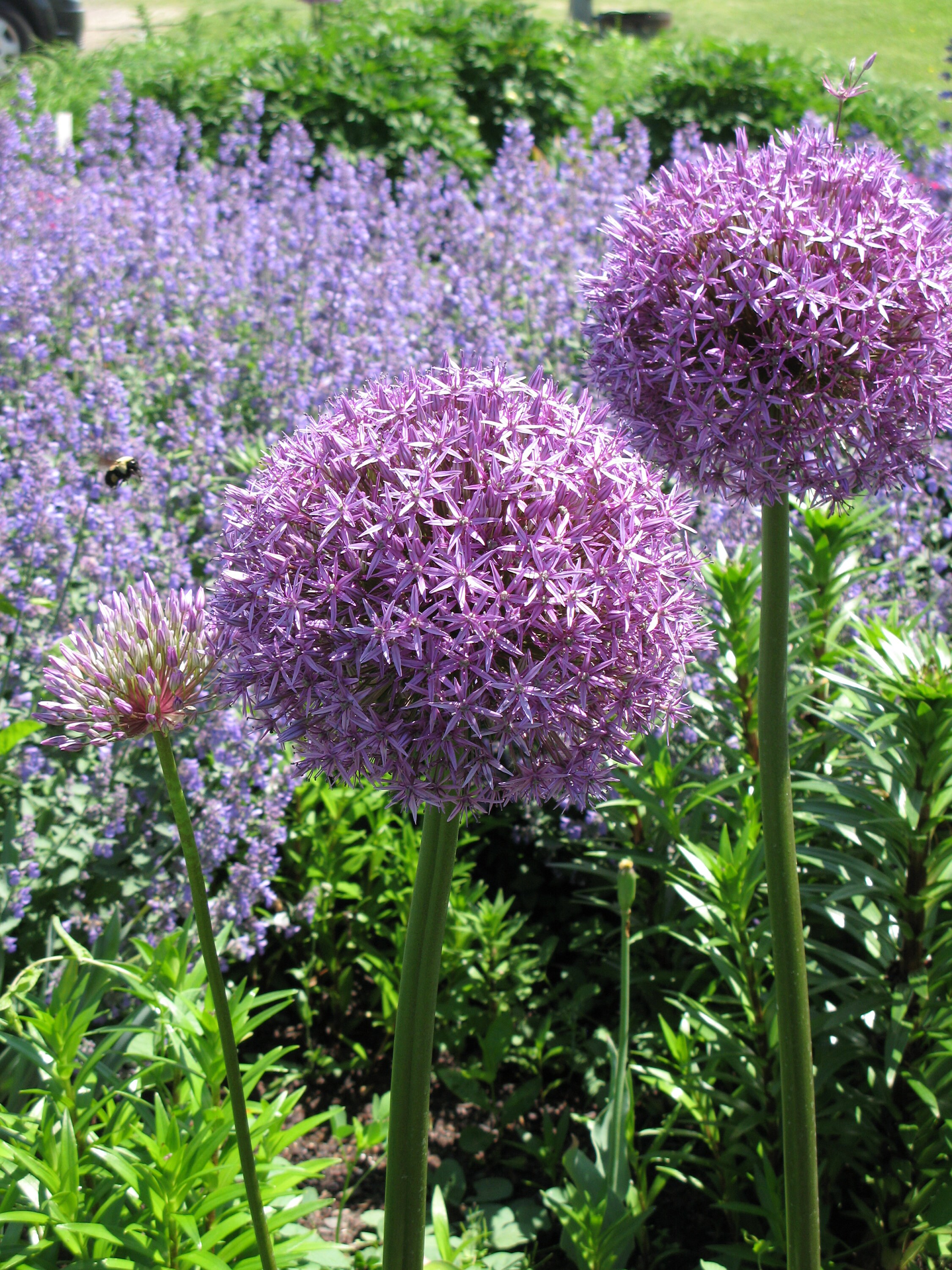 Allium 'Globemaster' 5 Bulbs Ornamental Onion Etsy