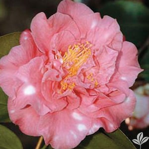 May include: A close-up of a pink camellia flower with white spots on the petals. The flower has a layered, ruffled appearance with yellow stamens in the center. Green leaves are visible in the background.