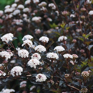 May include: Close-up of a shrub with dark burgundy leaves and clusters of small, white flowers. The flowers are in full bloom, creating a contrast against the dark foliage. The image is well-lit, showcasing the plant's texture.