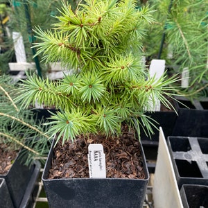 Larix kaempferi &#39;Nana&#39;- Larch - 6&quot; Tall - 1 Year Graft