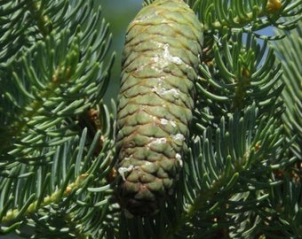 Picea meyeri - Meyer Spruce - 12" Tall - 1 Gallon Pot