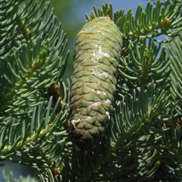Picea meyeri - Meyer Spruce - 12" Tall - 1 Gallon Pot
