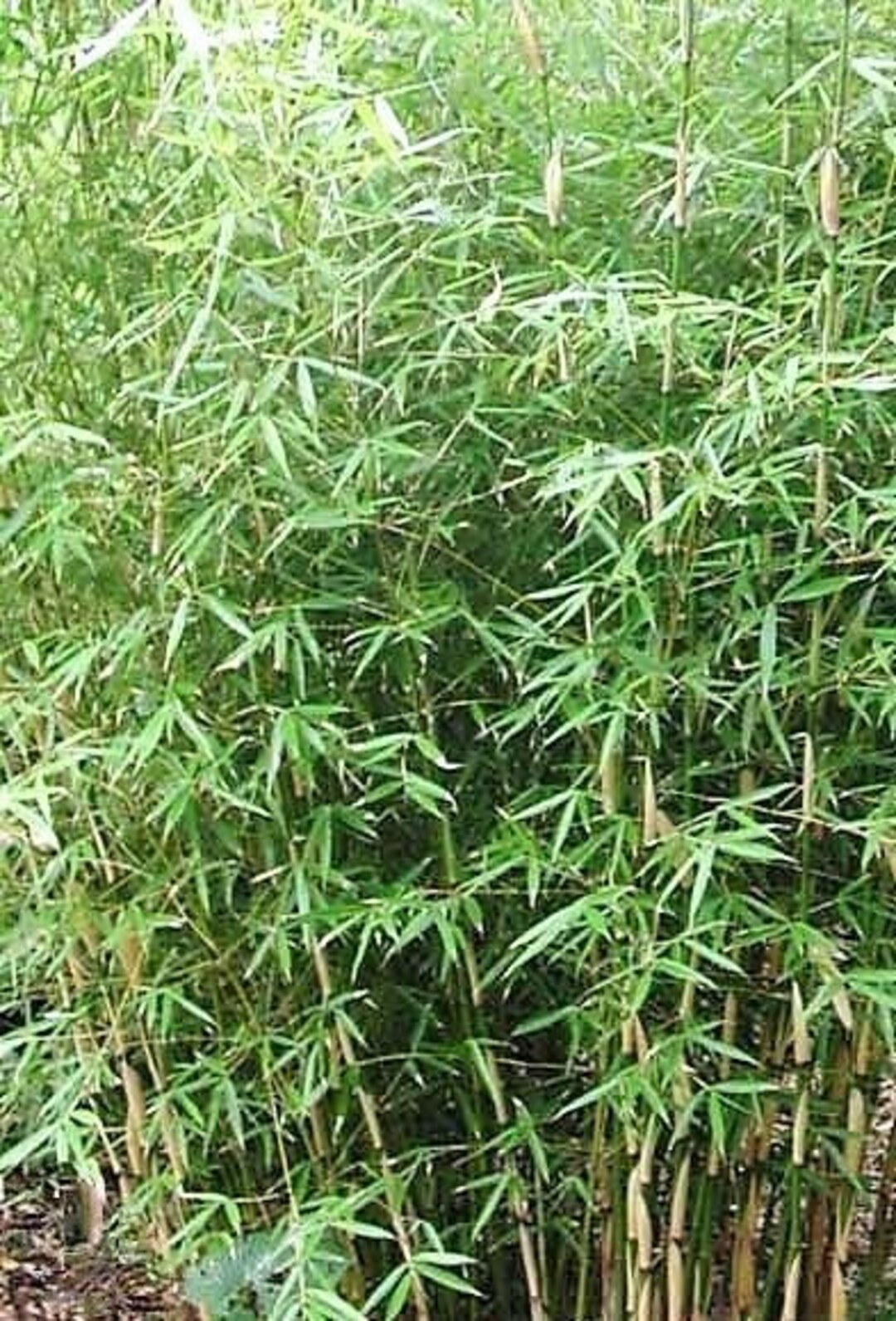 Fargesia Scabrida Bamboo - Live Plant - 1 Gallon Pot Size - Non Invasive! -  Etsy